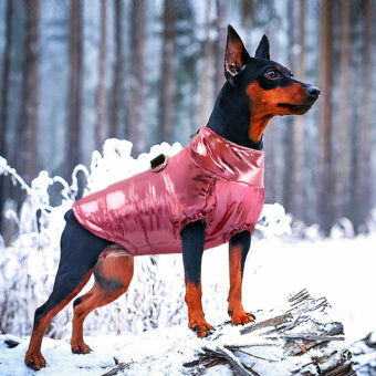 Middelgrote hond met grote bruine en zwarte oren die een gewatteerde hondenjas in metallic roze draagt. De hond zit op een besneeuwde rots op het platteland met een bos op de achtergrond.